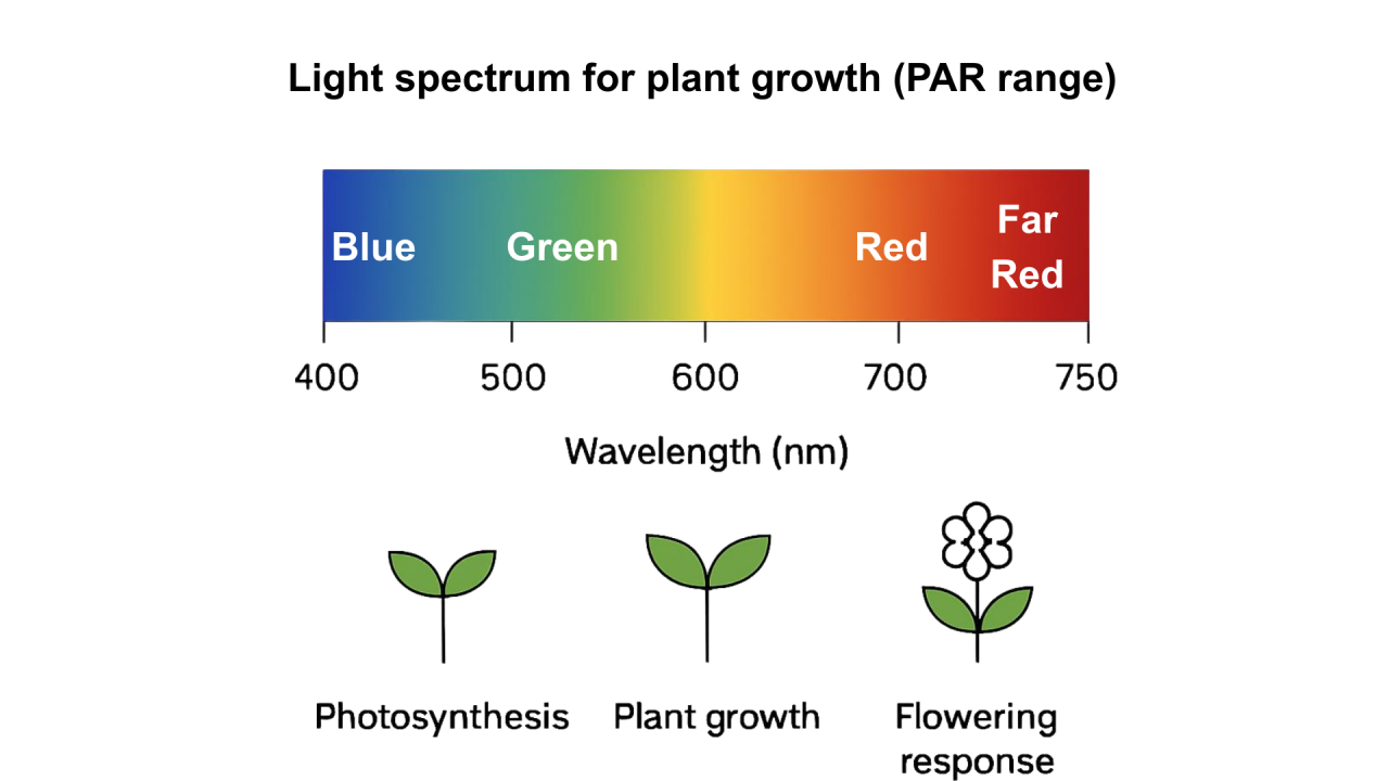 PAR spectrum diagram showing red, blue, green and far-red        wavelengths for horticulture LED lighting design