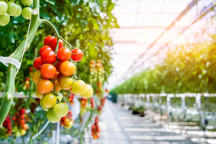 Iluminat Horitculture cu LED-uri Optisolis