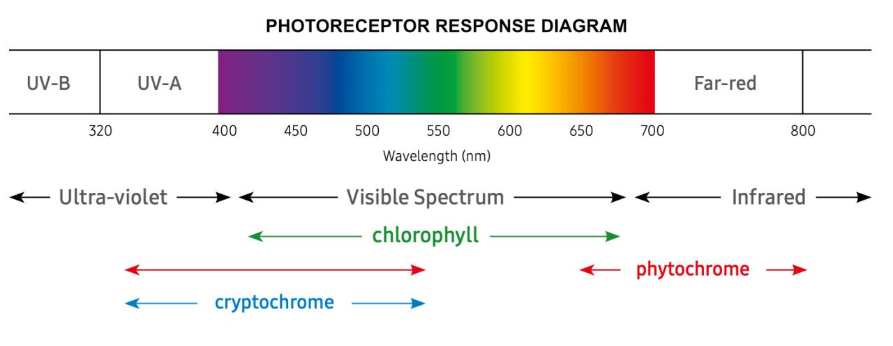 Plant photoreceptor absorption spectrum showing phytochrome        red and far-red response and cryptochrome blue light response