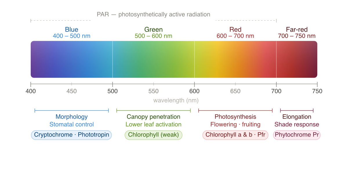 PAR radiation for horticulture