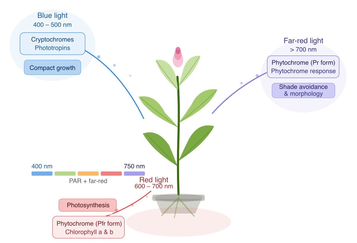 Far-red supplementation of LED grow lights