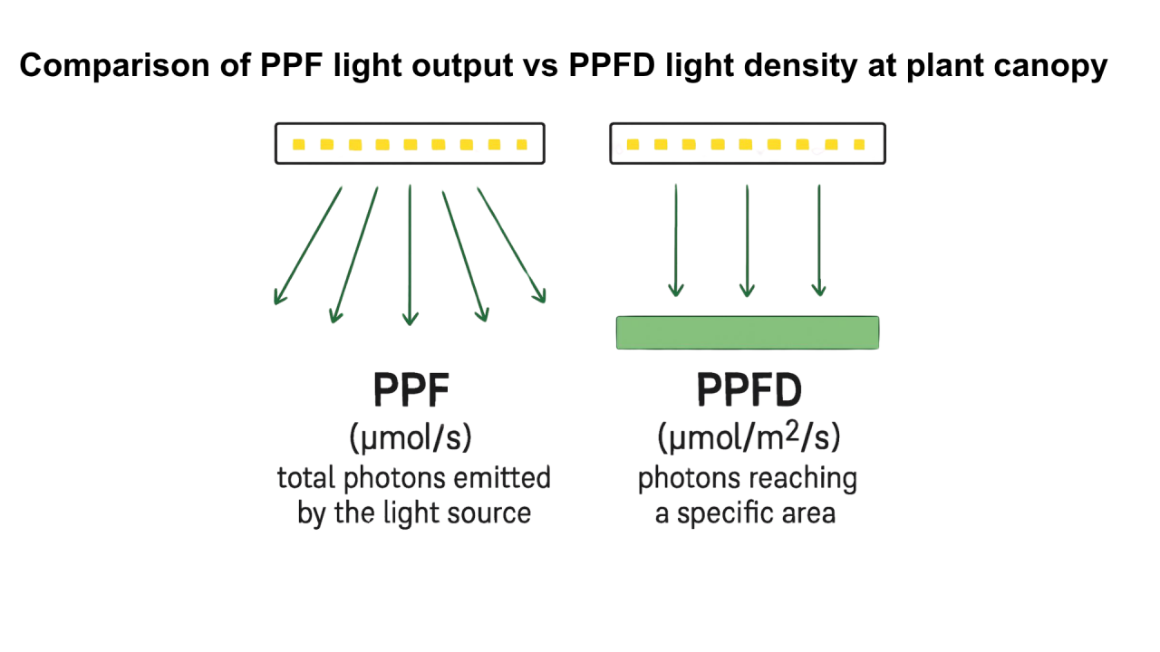 PPF compared with PPFD