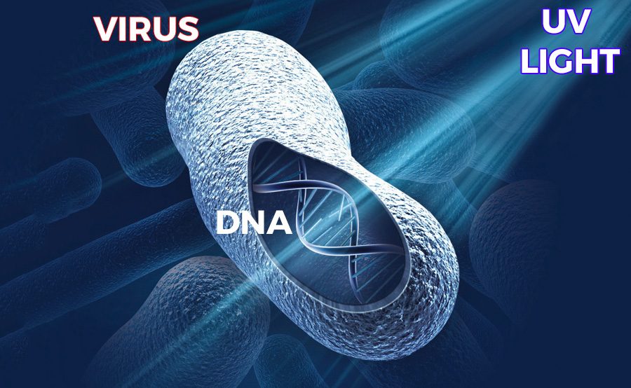 UV light breakes the DNA of viruses and bacteria UV light breaks the DNA of viruses and bacteria